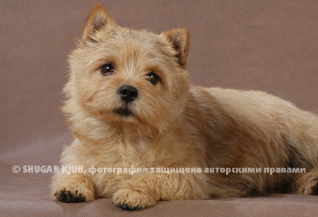 TINY STAR GINGER SUGAR CUBE (Биби)